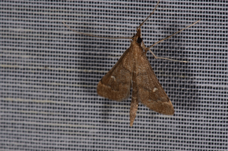 Chasse Aux Papillons - Marais d Yves - 23-06-2017 - Dolicharthria punctalis (27).jpg