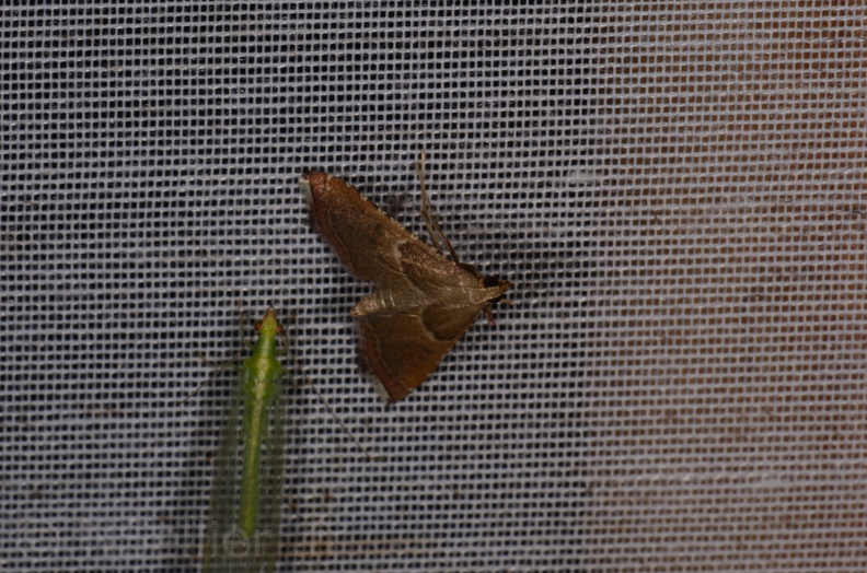 Chasse Aux Papillons - Marais d Yves - 23-06-2017 - Endotricha flammealis (70).jpg