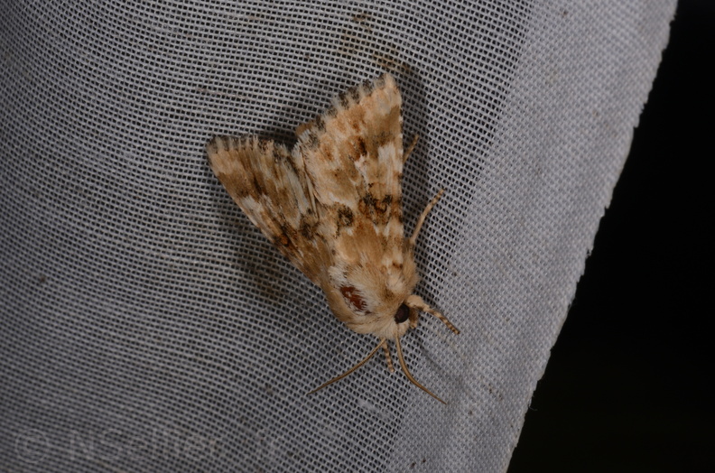 Chasse Aux Papillons - Marais d Yves - 23-06-2017 - Eremobia ochroleuca (52).jpg
