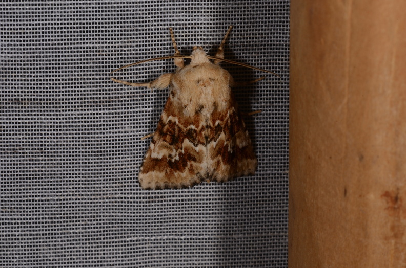 Chasse Aux Papillons - Marais d Yves - 23-06-2017 - Eremobia ochroleuca (59).jpg