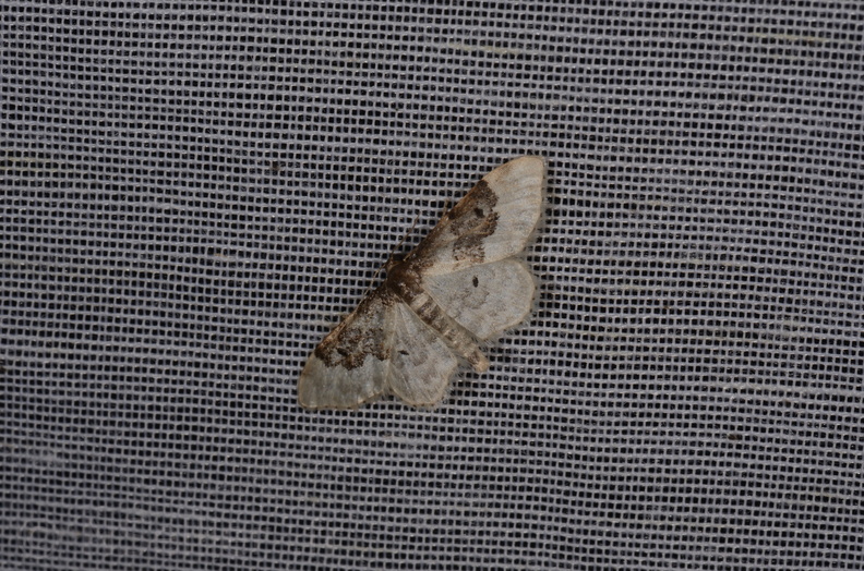 Chasse Aux Papillons - Marais d Yves - 23-06-2017 - Idaea rusticata (45).jpg