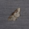 Idaea rusticata