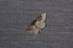 Idaea rusticata