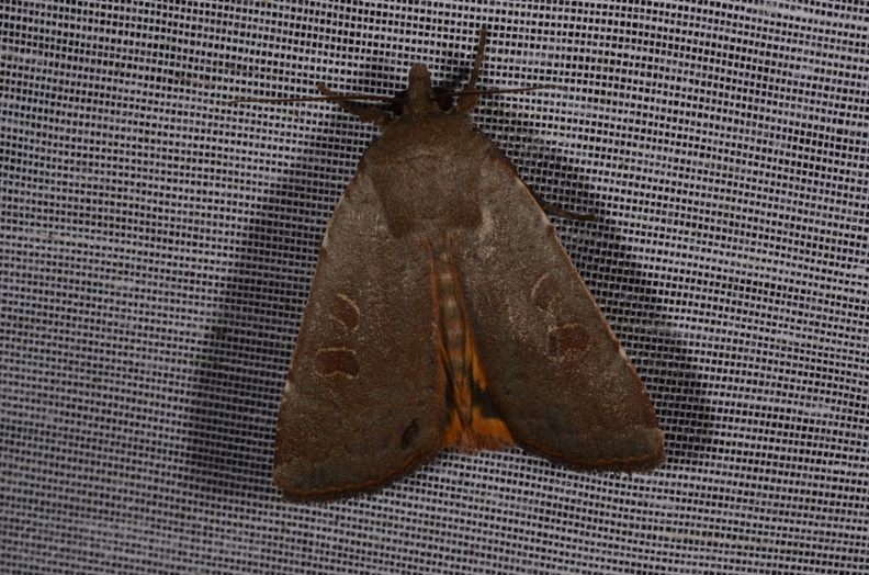 Chasse Aux Papillons - Marais d Yves - 23-06-2017 - Noctua comes (41).jpg