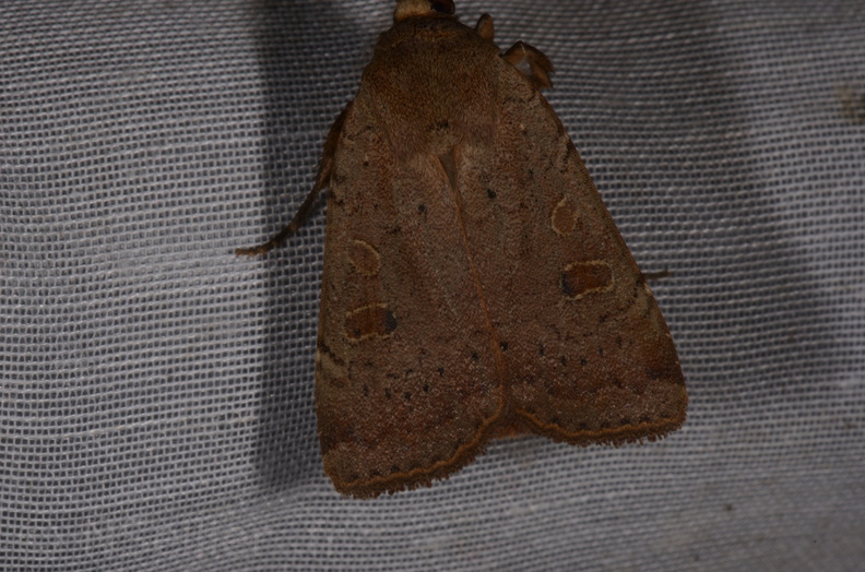 Chasse Aux Papillons - Marais d Yves - 23-06-2017 - Noctua comes (71).jpg