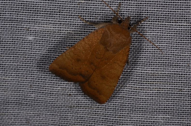 Chasse Aux Papillons - Marais d Yves - 23-06-2017 - Noctua interjecta (28).jpg