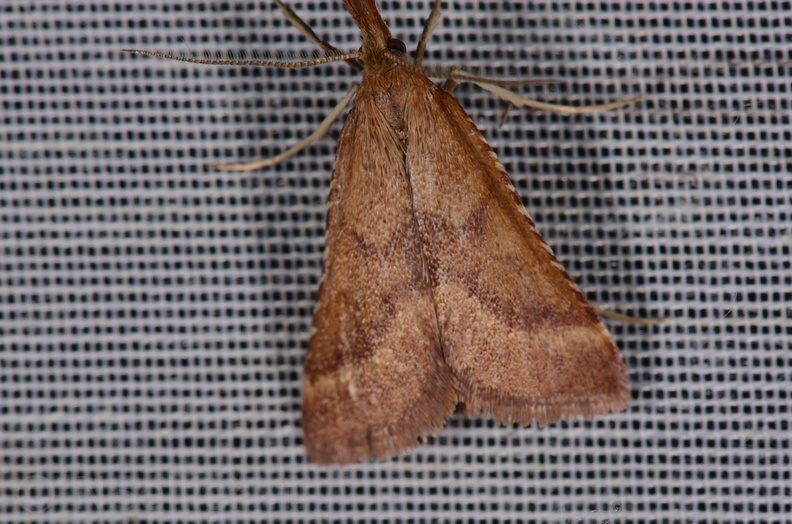 Chasse Aux Papillons - Marais d Yves - 23-06-2017 - Synaphe punctalis (23).jpg