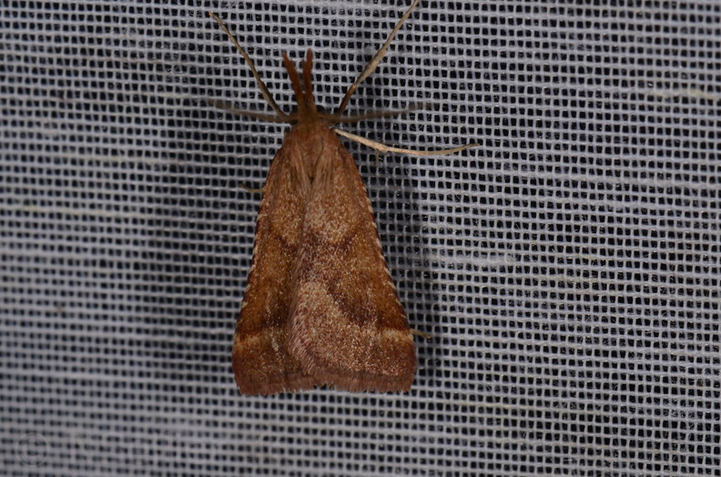 Chasse Aux Papillons - Marais d Yves - 23-06-2017 - Synaphe punctalis (24).jpg
