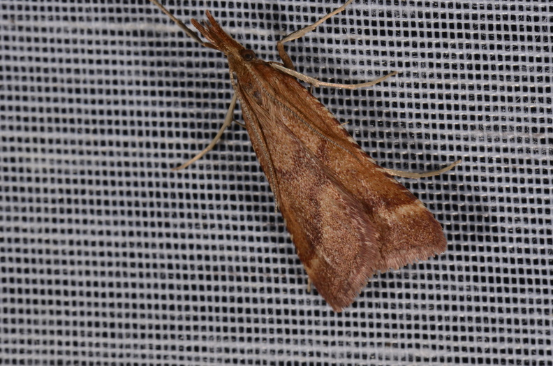 Chasse Aux Papillons - Marais d Yves - 23-06-2017 - Synaphe punctalis (33).jpg