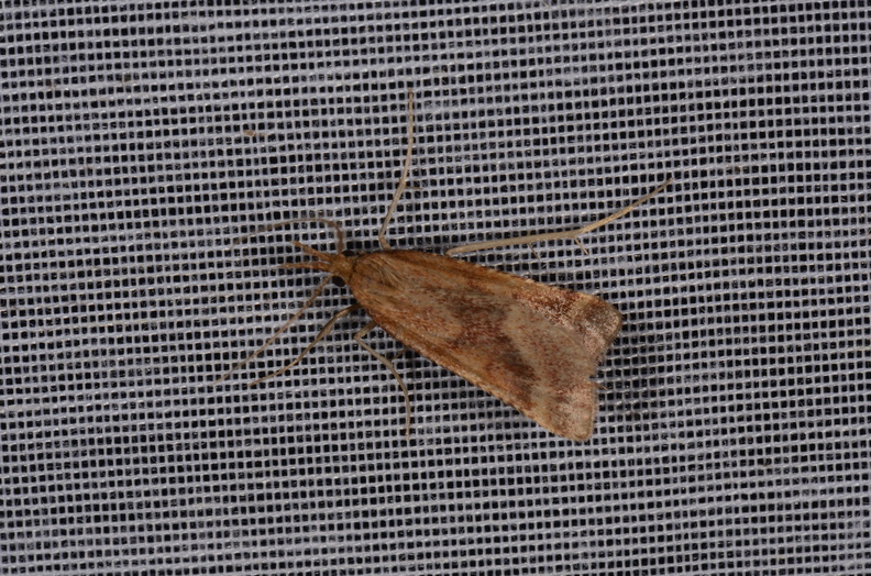 Chasse Aux Papillons - Marais d Yves - 23-06-2017 - Synaphe punctalis (68).jpg