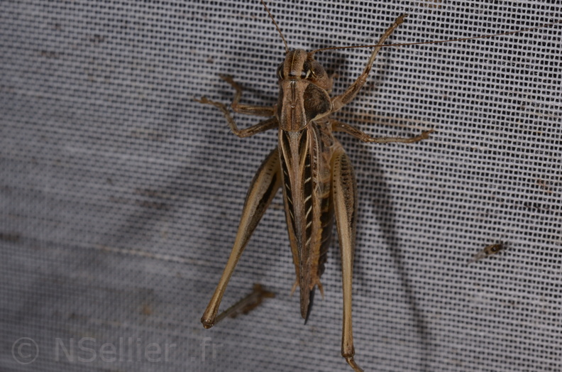 Chasse Aux Papillons - Marais d Yves - 23-06-2017 - Tessellana tessellata (20).jpg