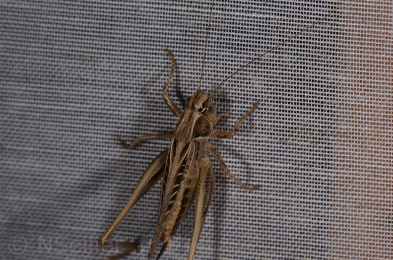 Chasse Aux Papillons - Marais d Yves - 23-06-2017 - Tessellana tessellata (21).jpg