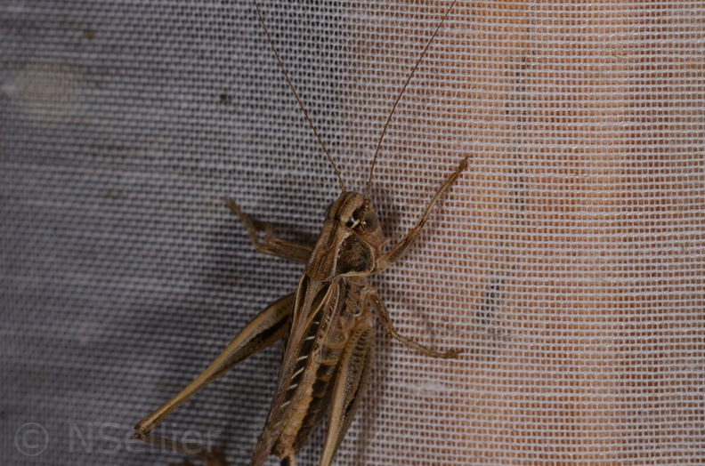 Chasse Aux Papillons - Marais d Yves - 23-06-2017 - Tessellana tessellata (22).jpg