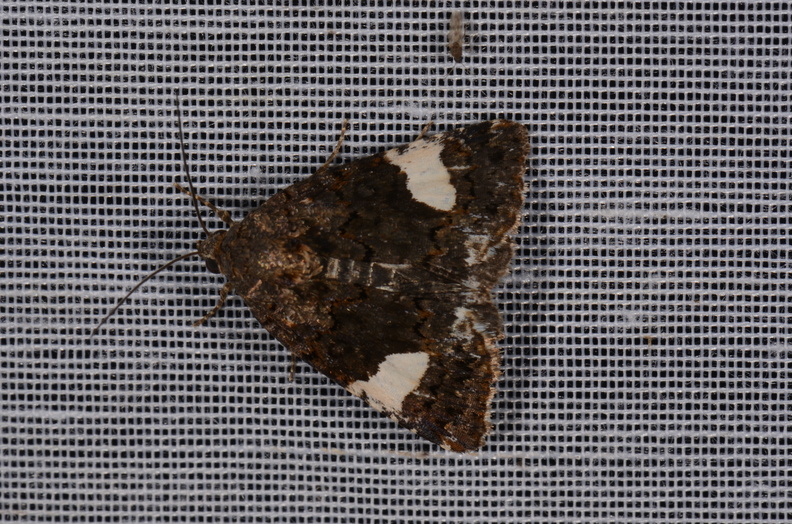 Chasse Aux Papillons - Marais d Yves - 23-06-2017 - Tyta luctuosa (30).jpg