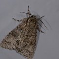 Acronicta megacephala