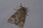 Acronicta megacephala