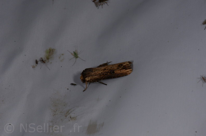Chasse Aux Papillons - St Hilaire La Palud - 13-07-2017 - Axylia putris (43).jpg