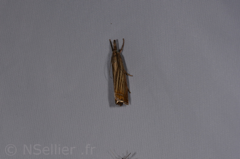 Chasse Aux Papillons - St Hilaire La Palud - 13-07-2017 - Chrysoteuchia culmella (30).jpg