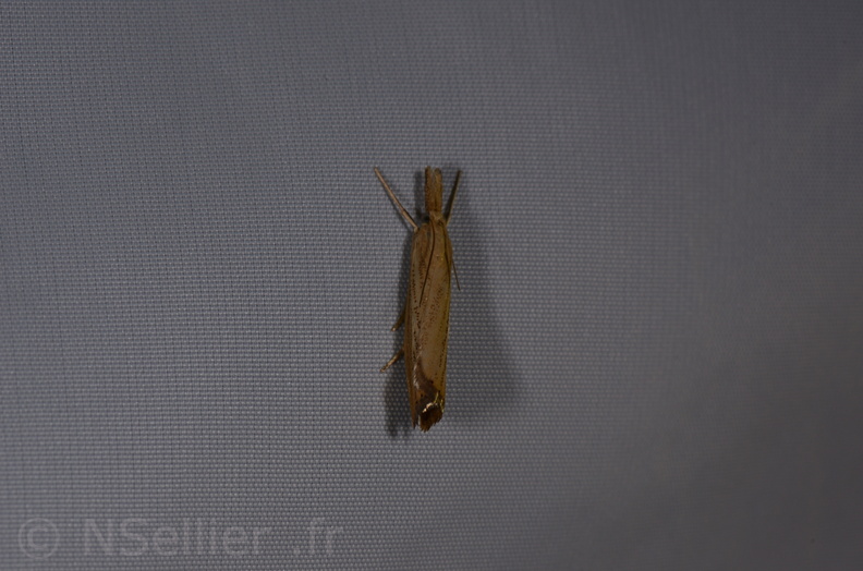 Chasse Aux Papillons - St Hilaire La Palud - 13-07-2017 - Chrysoteuchia culmella (31).jpg