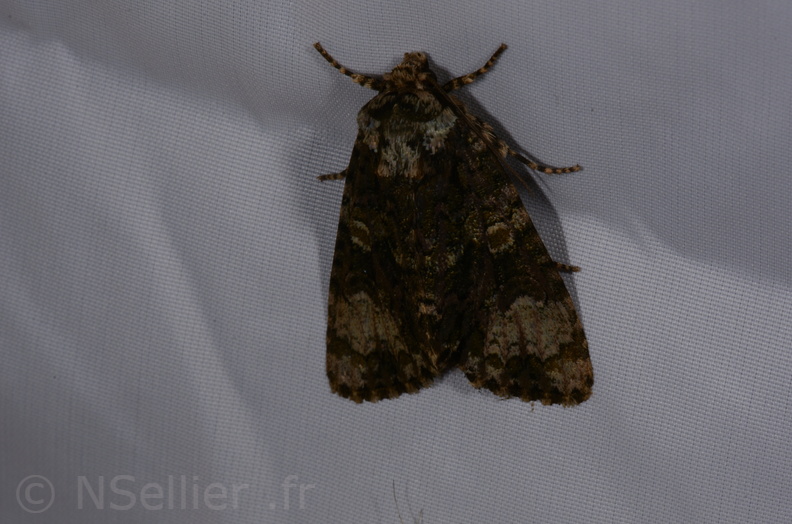 Chasse Aux Papillons - St Hilaire La Palud - 13-07-2017 - Craniophora ligustri (8).jpg