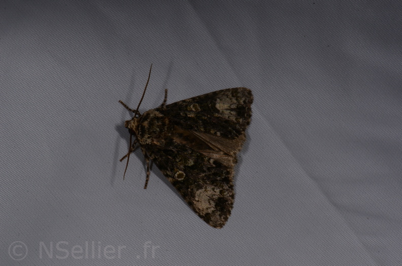 Chasse Aux Papillons - St Hilaire La Palud - 13-07-2017 - Craniophora ligustri (9).jpg