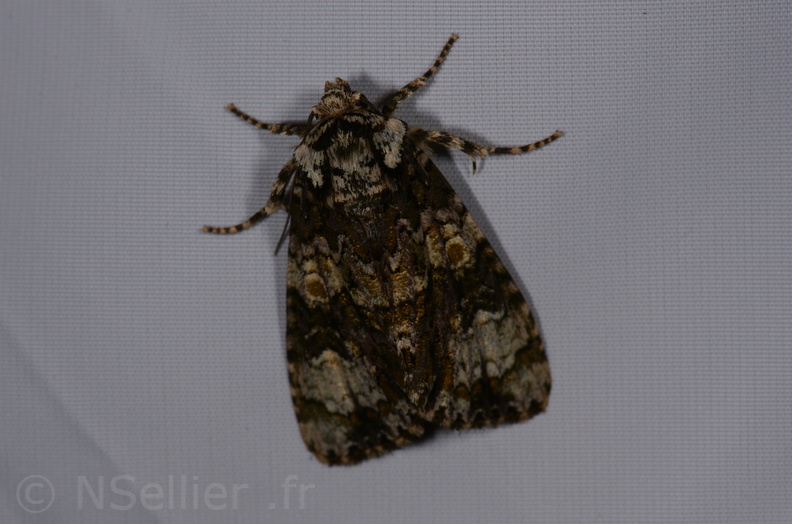 Chasse Aux Papillons - St Hilaire La Palud - 13-07-2017 - Craniophora ligustri (14).jpg