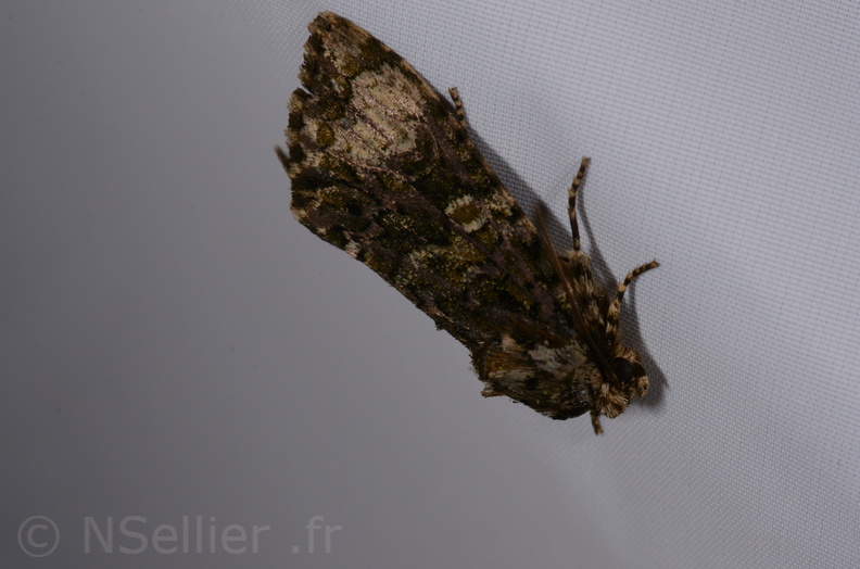 Chasse Aux Papillons - St Hilaire La Palud - 13-07-2017 - Craniophora ligustri (44).jpg