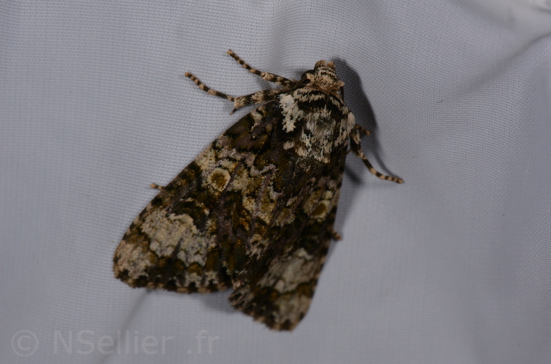 Chasse Aux Papillons - St Hilaire La Palud - 13-07-2017 - Craniophora ligustri (45).jpg