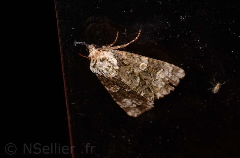 Craniophora ligustri