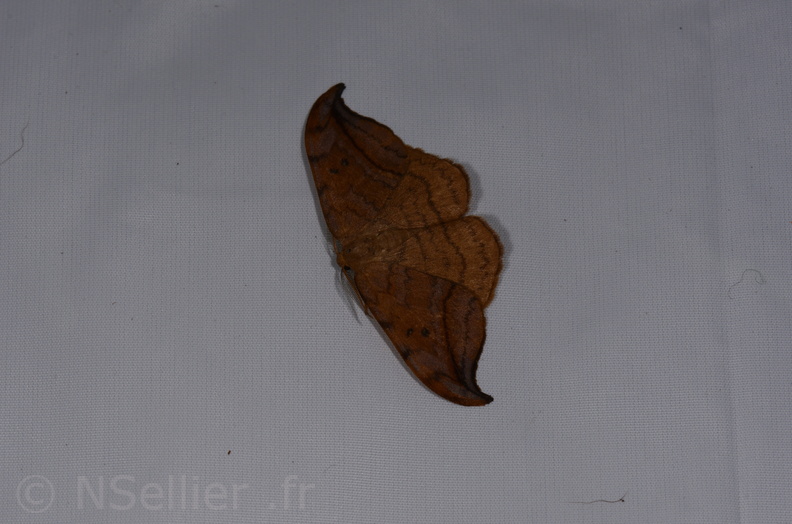 Chasse Aux Papillons - St Hilaire La Palud - 13-07-2017 - Drepana curvatula (20).jpg