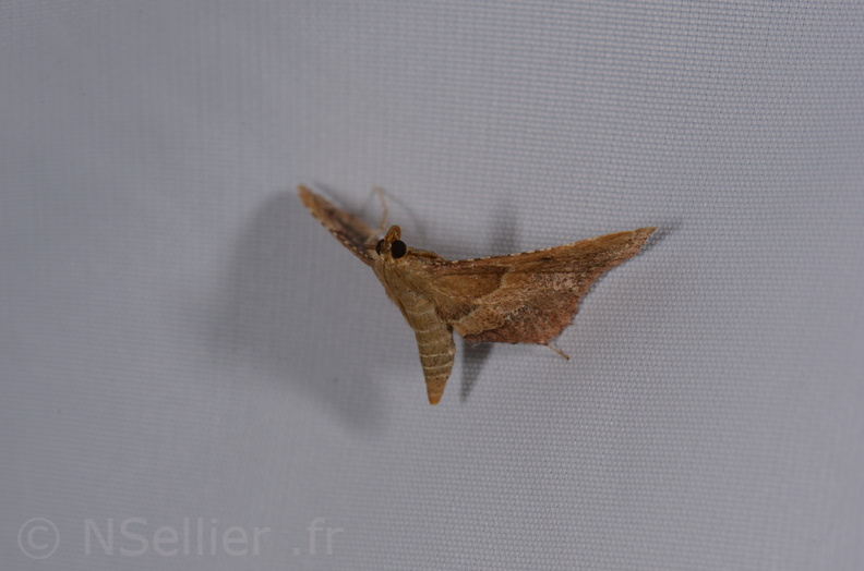 Chasse Aux Papillons - St Hilaire La Palud - 13-07-2017 - Endotricha flammealis (54).jpg