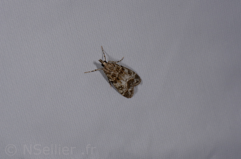 Chasse Aux Papillons - St Hilaire La Palud - 13-07-2017 - Eudonia mercurella (32).jpg
