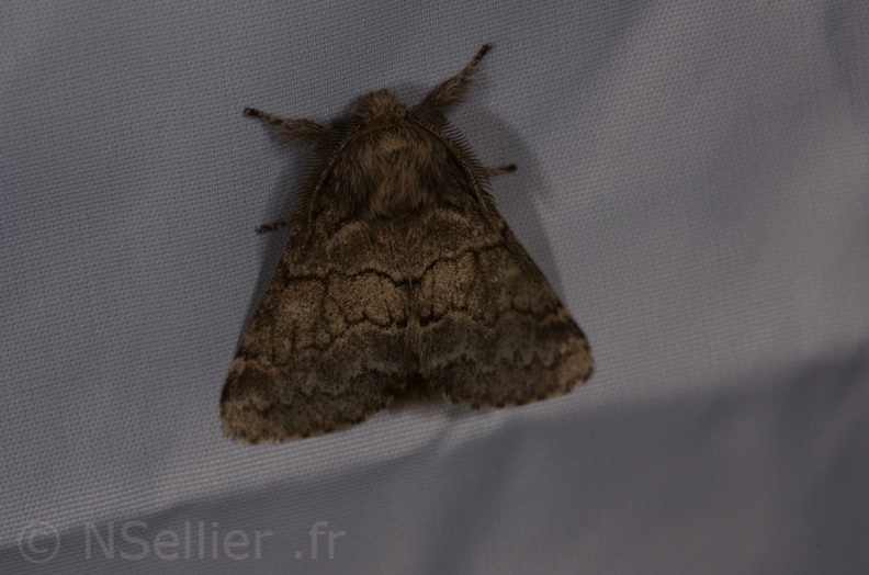 Chasse Aux Papillons - St Hilaire La Palud - 13-07-2017 - Gluphisia crenata (19).jpg