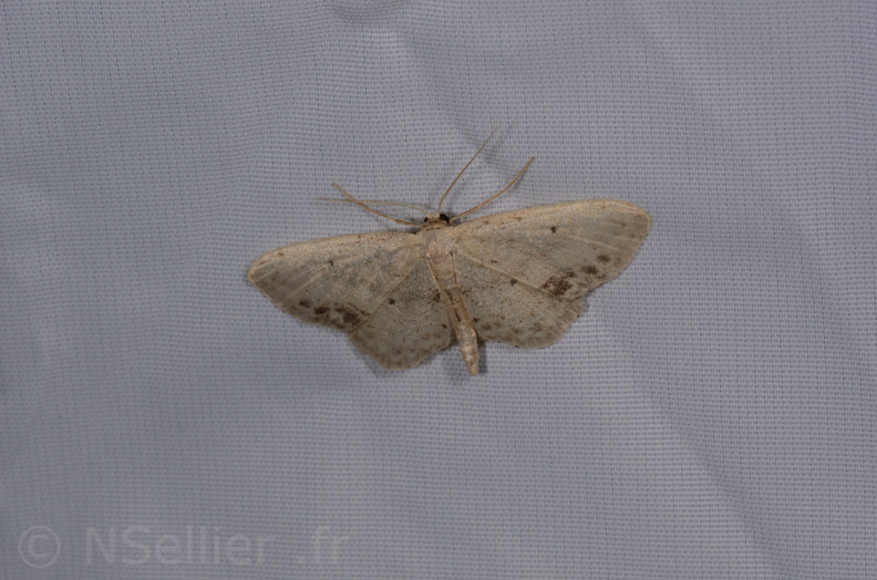 Chasse Aux Papillons - St Hilaire La Palud - 13-07-2017 - Idaea dimidiata  (4).jpg