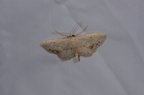 Idaea dimidiata