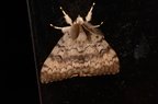 Lymantria dispar