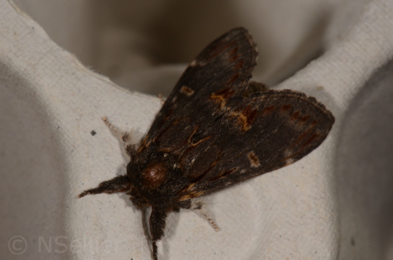 Chasse Aux Papillons - St Hilaire La Palud - 13-07-2017 - Notodonta dromedarius (50).jpg