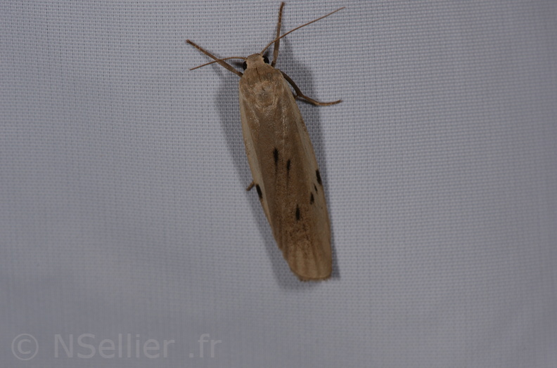 Chasse Aux Papillons - St Hilaire La Palud - 13-07-2017 - Pelosia muscerda (24).jpg