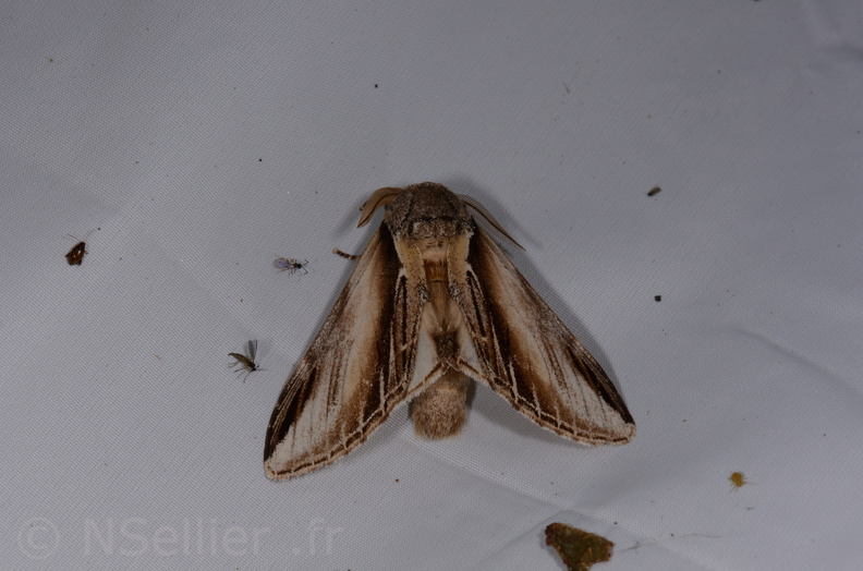 Chasse Aux Papillons - St Hilaire La Palud - 13-07-2017 - Pheosia tremula (57).jpg