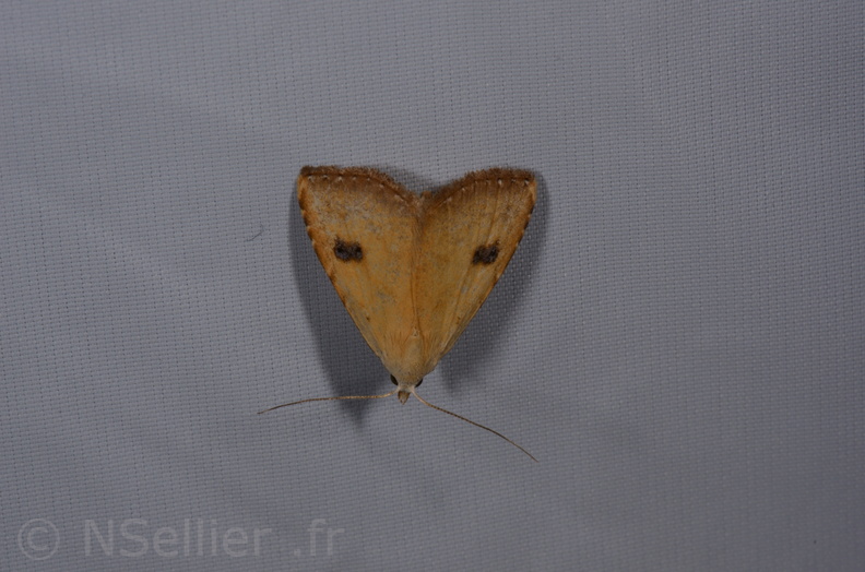 Chasse Aux Papillons - St Hilaire La Palud - 13-07-2017 - Rivula sericealis (10).jpg