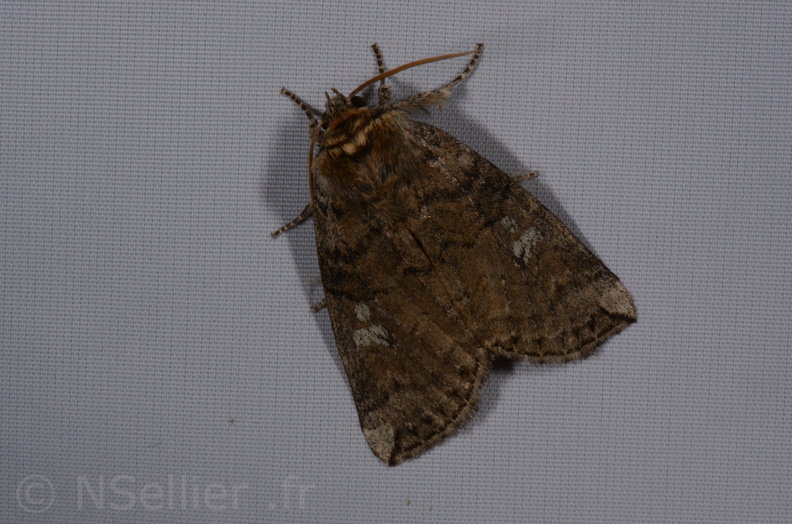 Chasse Aux Papillons - St Hilaire La Palud - 13-07-2017 - Tethea or (6).jpg