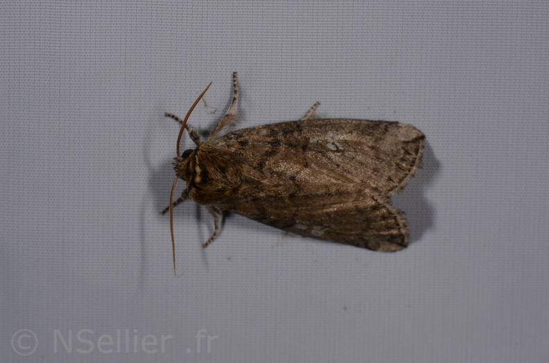 Chasse Aux Papillons - St Hilaire La Palud - 13-07-2017 - Tethea or (17).jpg