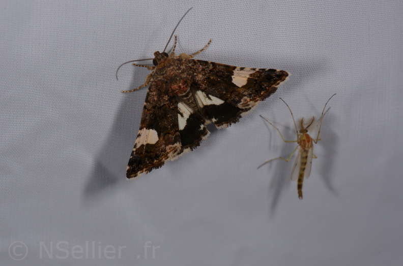 Chasse Aux Papillons - St Hilaire La Palud - 13-07-2017 - Tyta luctuosa (13).jpg