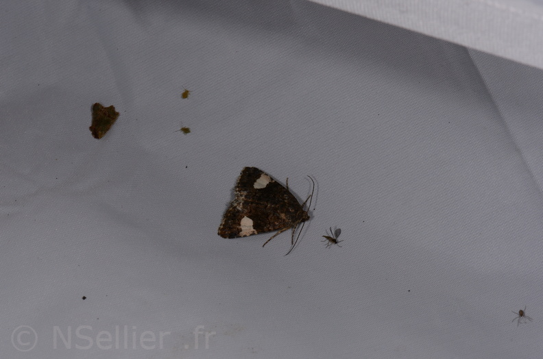 Chasse Aux Papillons - St Hilaire La Palud - 13-07-2017 - Tyta luctuosa (16).jpg