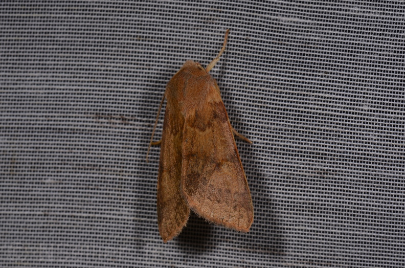 Chasse Aux Papillons - Saint-Savinien - 12-10-2017 - Anchoscelis helvola (16).jpg