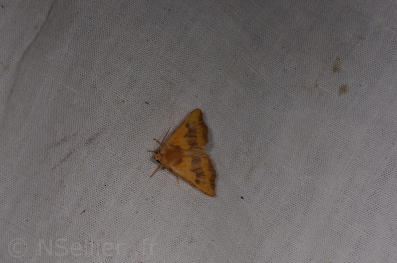 Chasse Aux Papillons - Saint-Savinien - 12-10-2017 - Atethmia centrago (47).jpg