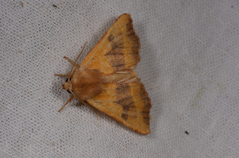 Chasse Aux Papillons - Saint-Savinien - 12-10-2017 - Atethmia centrago (48).jpg