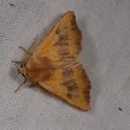 Atethmia centrago