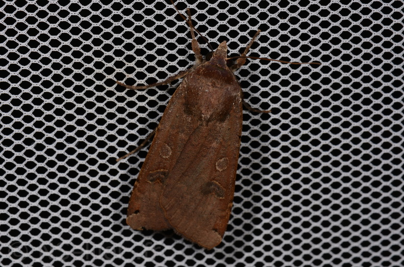 Chasse Aux Papillons - Saint-Savinien - 12-10-2017 - Noctua pronuba (24).jpg