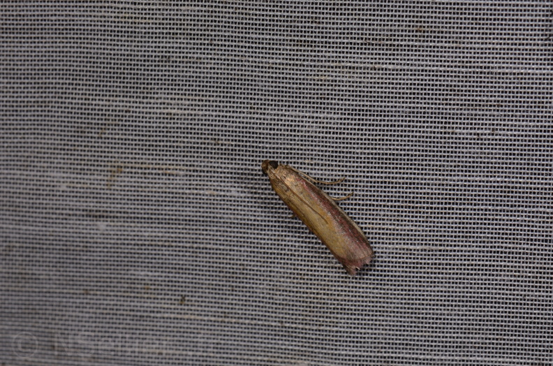 Chasse Aux Papillons - Saint-Savinien - 12-10-2017 - Oncocera semirubella (15).jpg